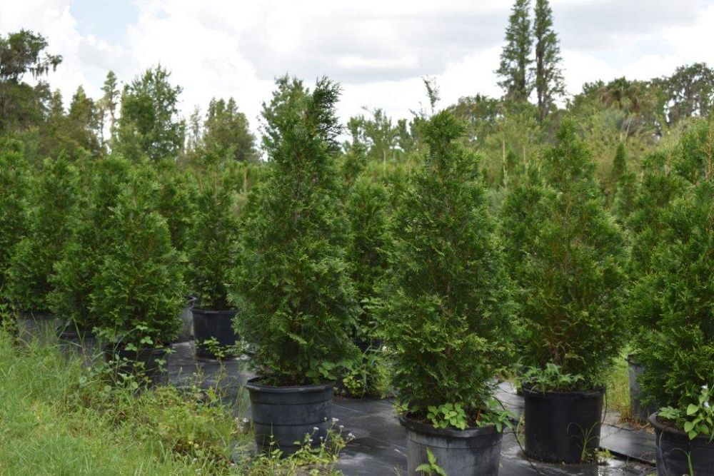 thuja-occidentalis-arborvitae-false-white-cedar