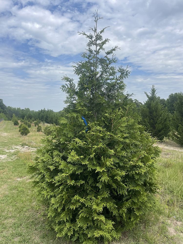 thuja-occidentalis-arborvitae-false-white-cedar