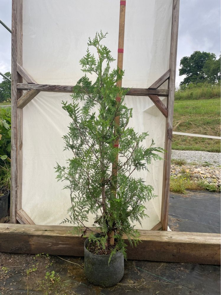 thuja-occidentalis-arborvitae-false-white-cedar