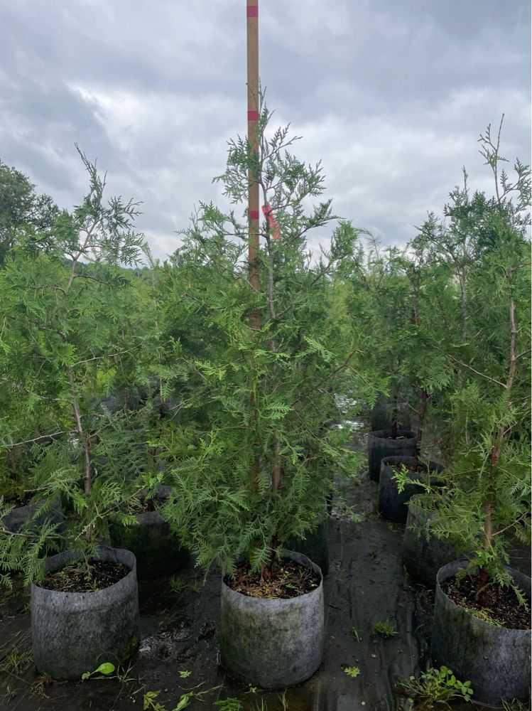 thuja-occidentalis-arborvitae-false-white-cedar
