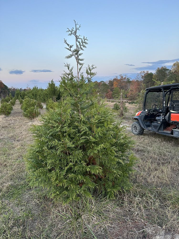 thuja-occidentalis-arborvitae-false-white-cedar