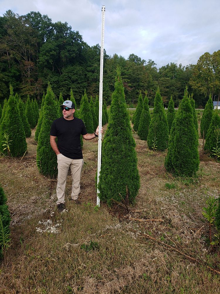 thuja-occidentalis-art-boe-north-pole-reg-arborvitae