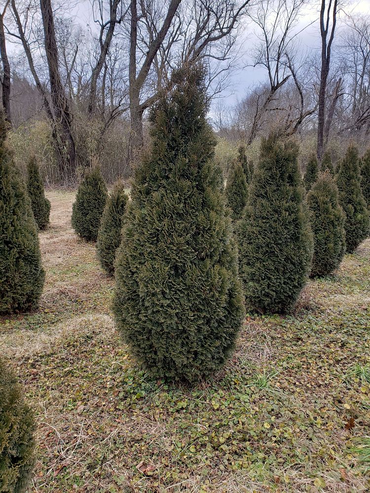 thuja-occidentalis-art-boe-north-pole-reg-arborvitae