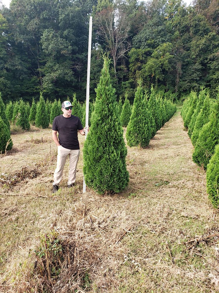 thuja-occidentalis-art-boe-north-pole-reg-arborvitae