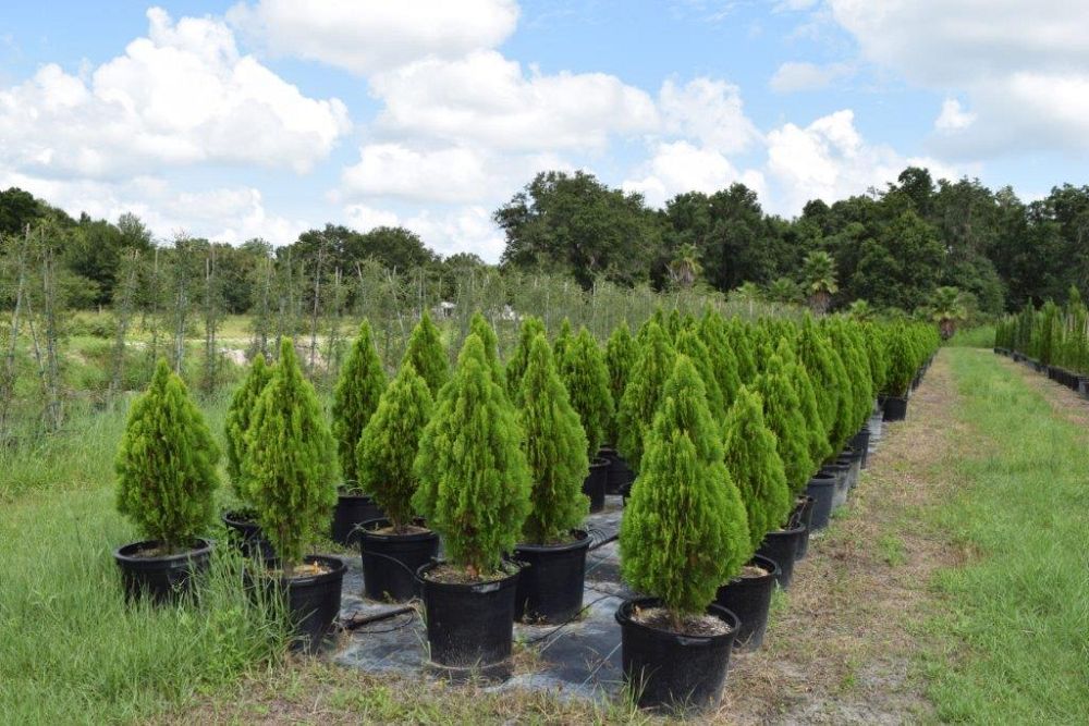 thuja-occidentalis-berckman-s-golden-biota-arborvitae-false-white-cedar