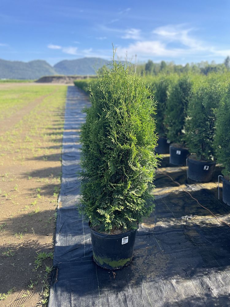 thuja-occidentalis-brandon-arborvitae-false-white-cedar