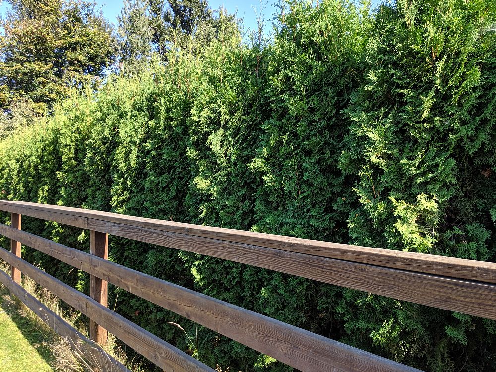thuja-occidentalis-brandon-arborvitae-false-white-cedar