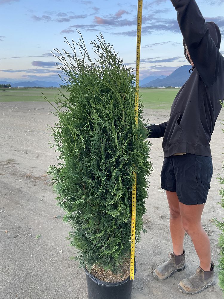 thuja-occidentalis-brandon-arborvitae-false-white-cedar