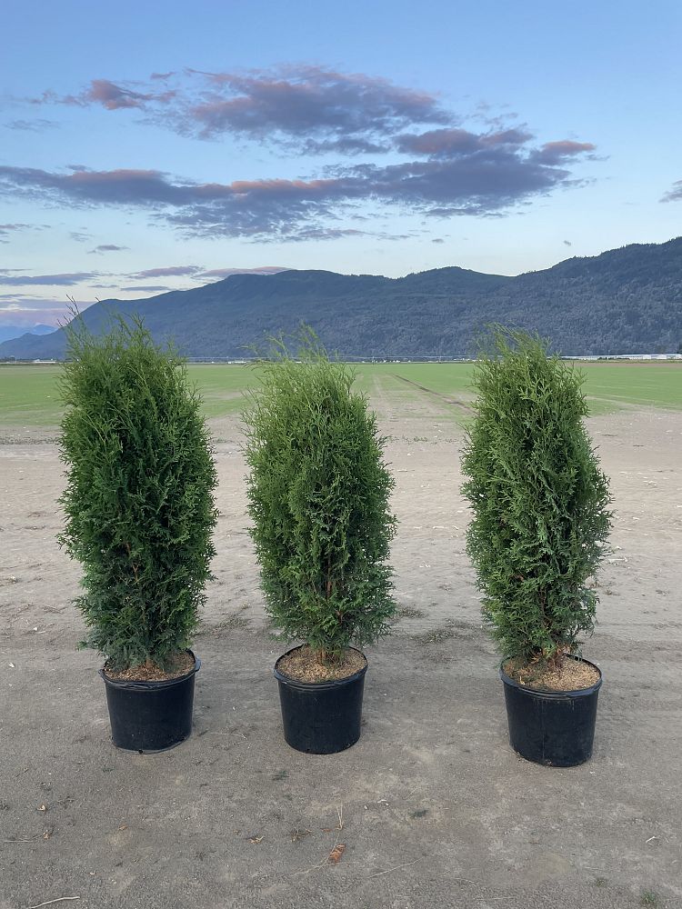 thuja-occidentalis-brandon-arborvitae-false-white-cedar