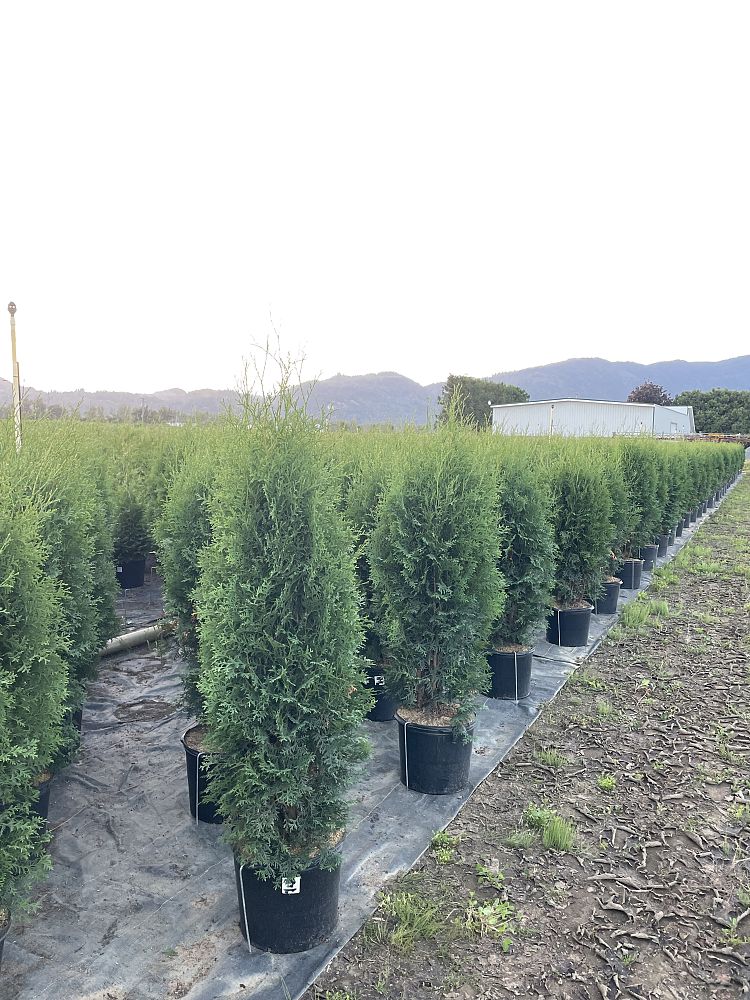 thuja-occidentalis-brandon-arborvitae-false-white-cedar