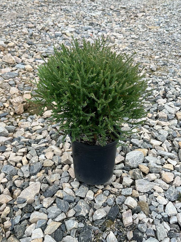 thuja-occidentalis-concesarini-pancake-trade-arborvitae