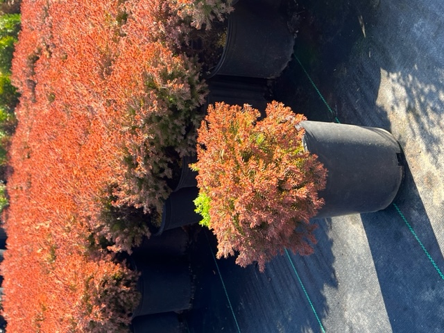 thuja-occidentalis-congabe-arborvitae-fire-chief
