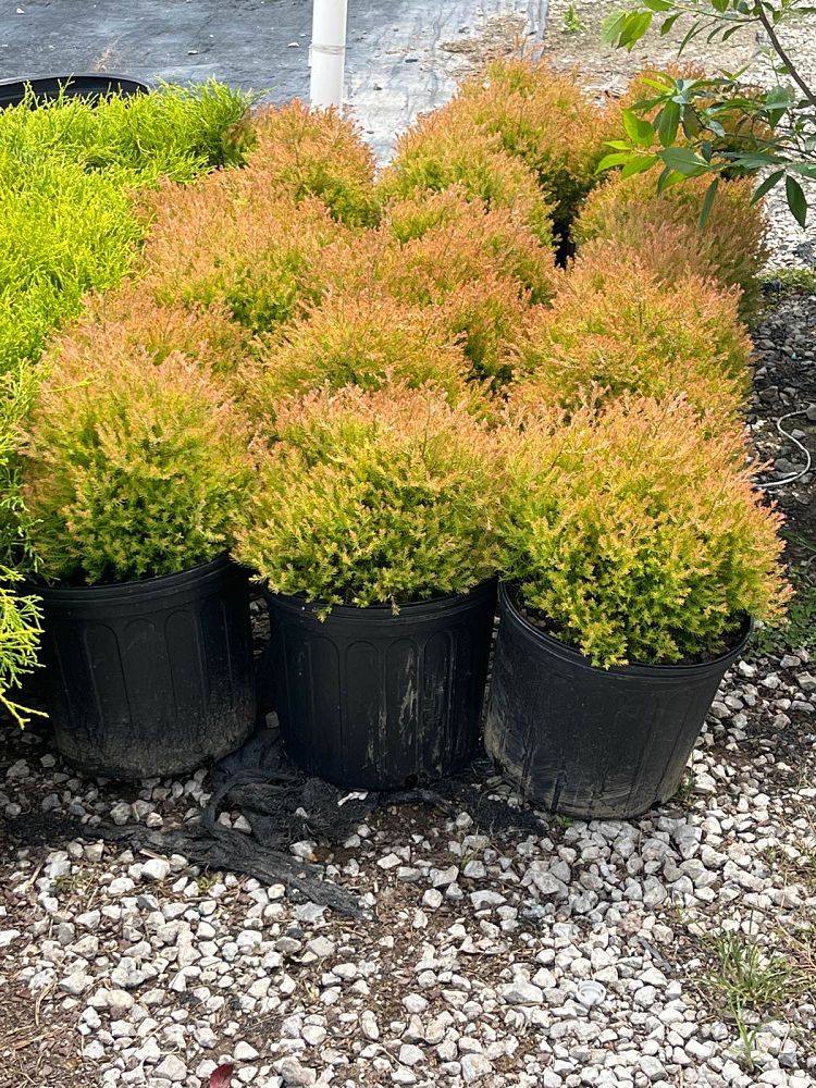 thuja-occidentalis-congabe-arborvitae-fire-chief