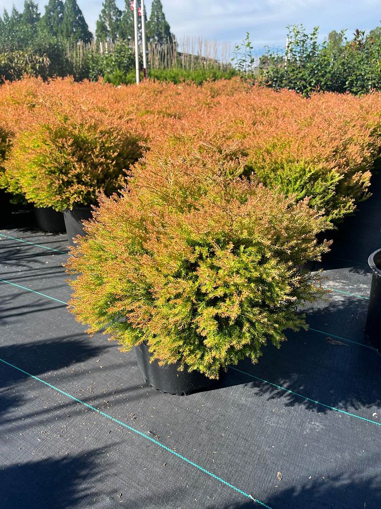 thuja-occidentalis-congabe-arborvitae-fire-chief