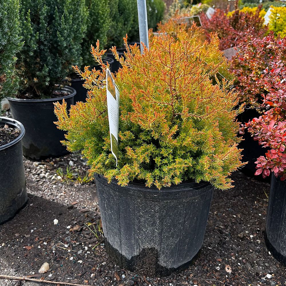 thuja-occidentalis-congabe-arborvitae-fire-chief