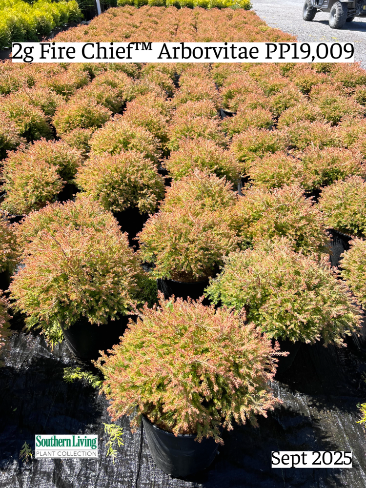 thuja-occidentalis-congabe-arborvitae-fire-chief