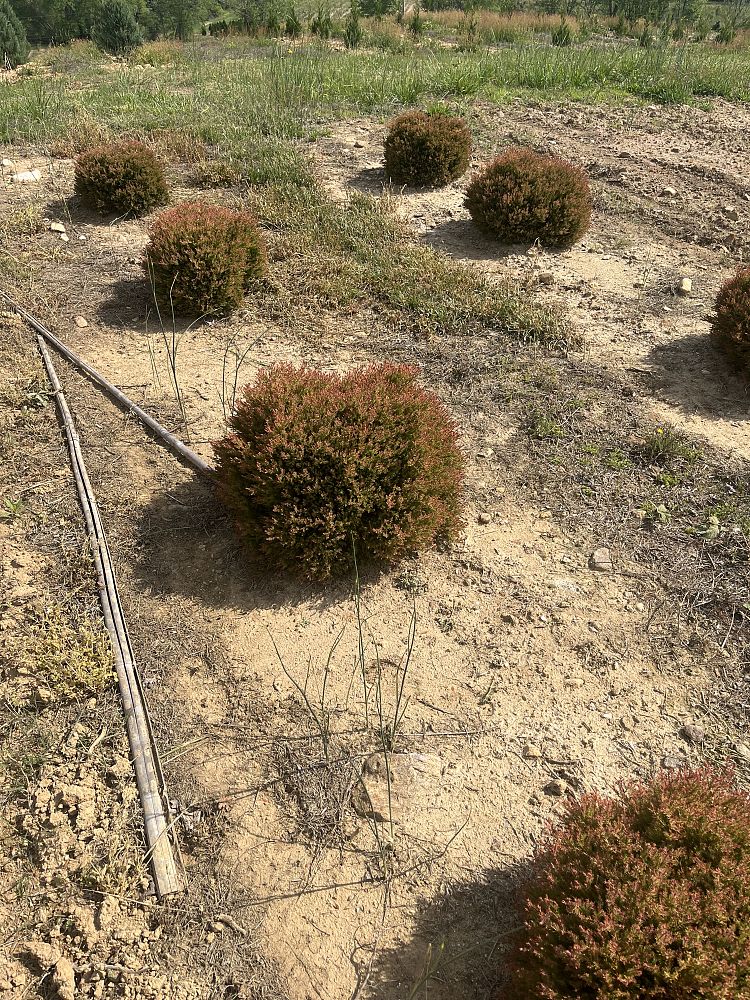 thuja-occidentalis-congabe-topiary-sphere-globe-arborvitae-fire-chief-false-white-cedar