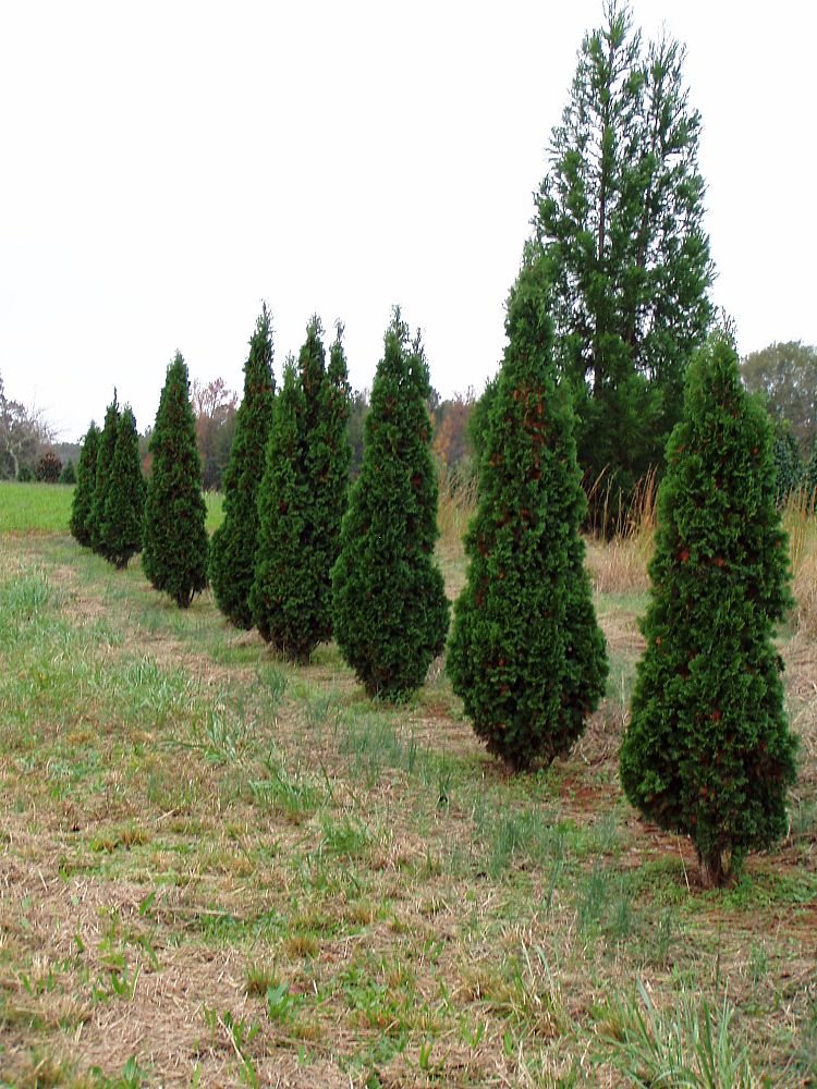 thuja-occidentalis-degroot-s-spire-arborvitae-false-white-cedar