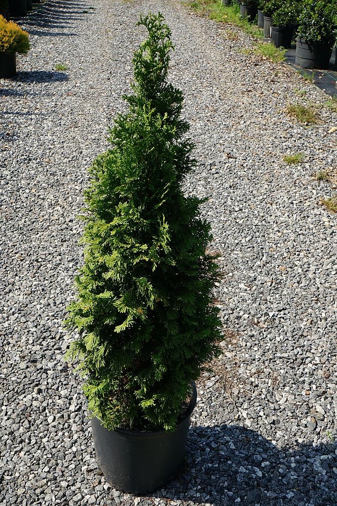 thuja-occidentalis-degroot-s-spire-arborvitae-false-white-cedar