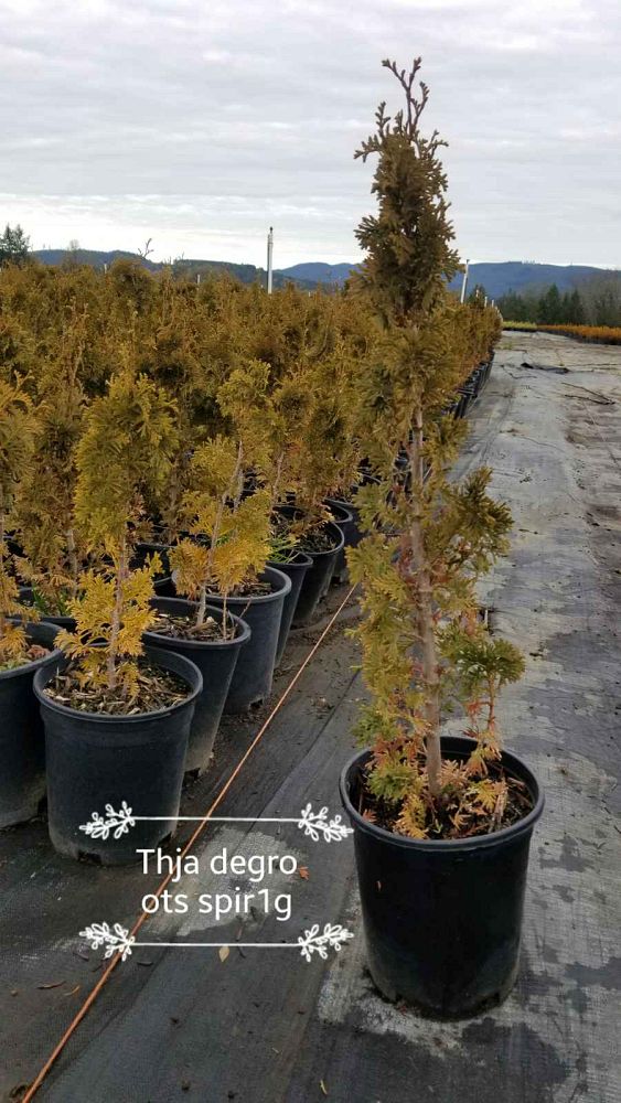thuja-occidentalis-degroot-s-spire-arborvitae-false-white-cedar