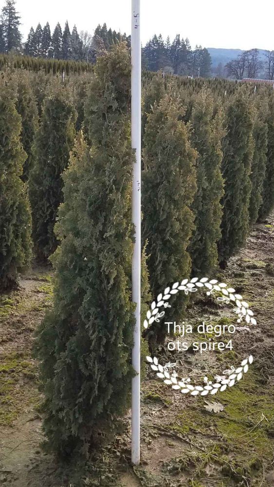 thuja-occidentalis-degroot-s-spire-arborvitae-false-white-cedar