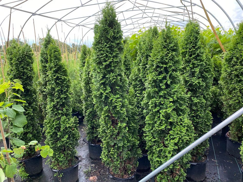 thuja-occidentalis-degroot-s-spire-arborvitae-false-white-cedar