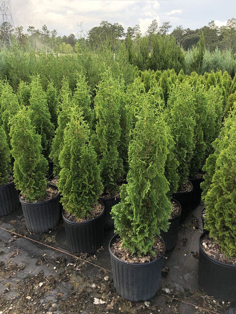 thuja-occidentalis-degroot-s-spire-arborvitae-false-white-cedar