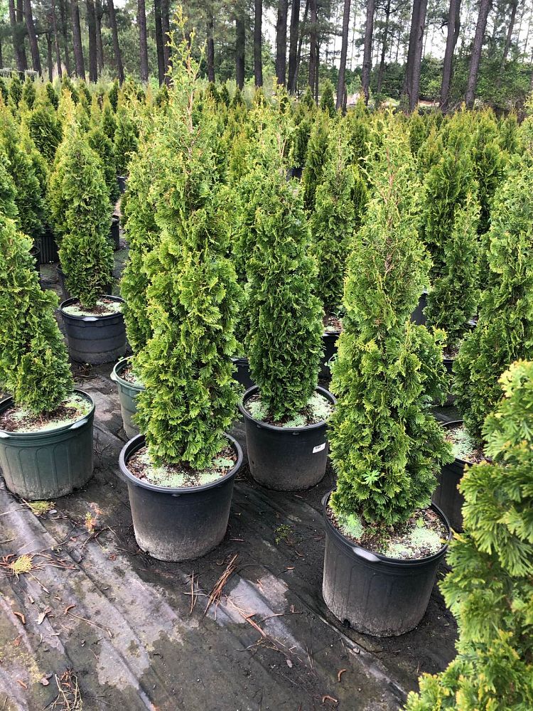 thuja-occidentalis-degroot-s-spire-arborvitae-false-white-cedar