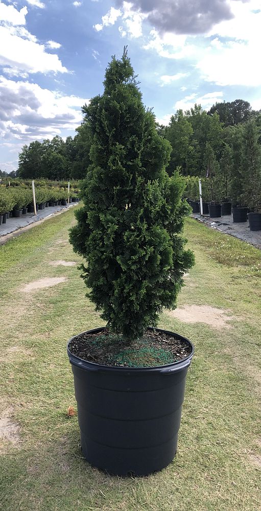 thuja-occidentalis-degroot-s-spire-arborvitae-false-white-cedar