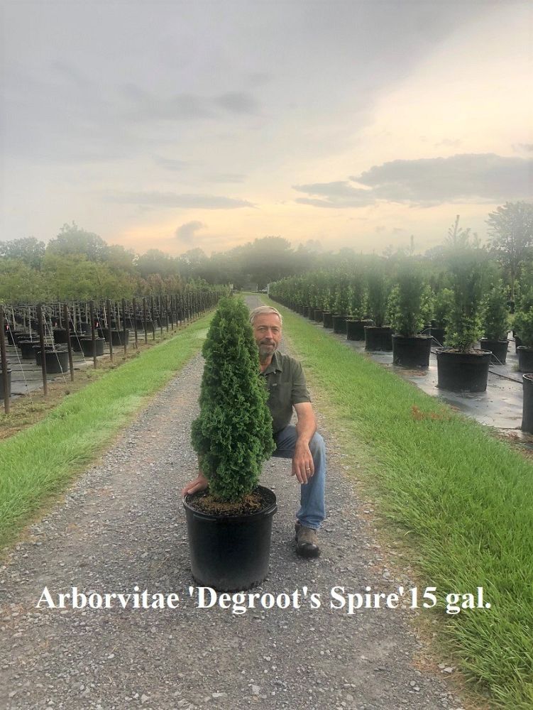 thuja-occidentalis-degroot-s-spire-arborvitae-false-white-cedar