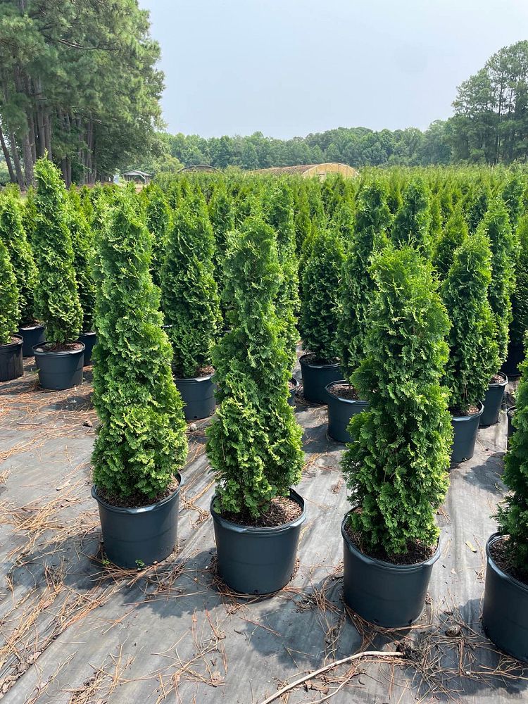 thuja-occidentalis-degroot-s-spire-arborvitae-false-white-cedar