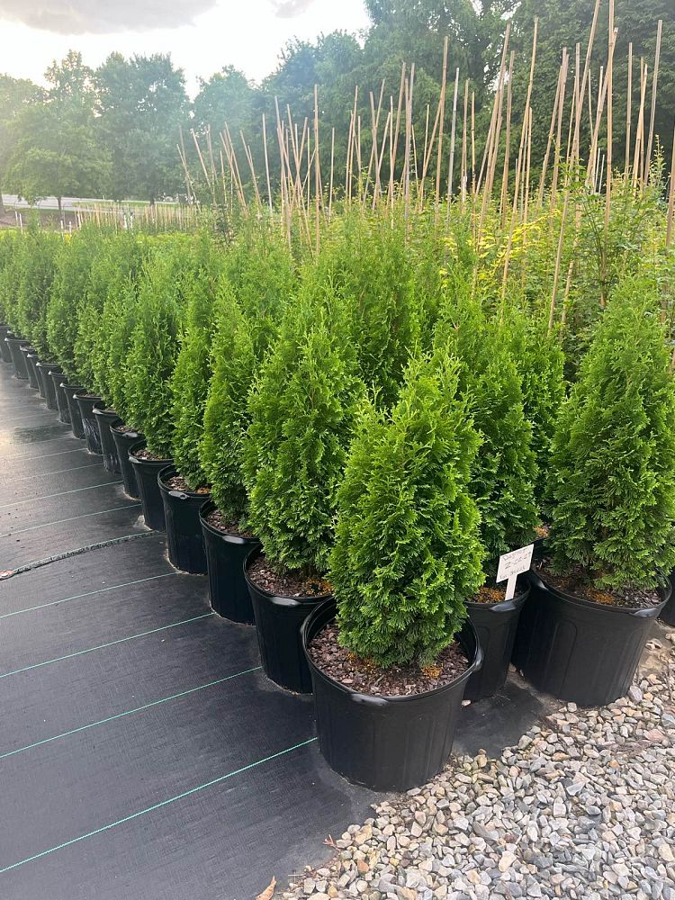 thuja-occidentalis-degroot-s-spire-arborvitae-false-white-cedar
