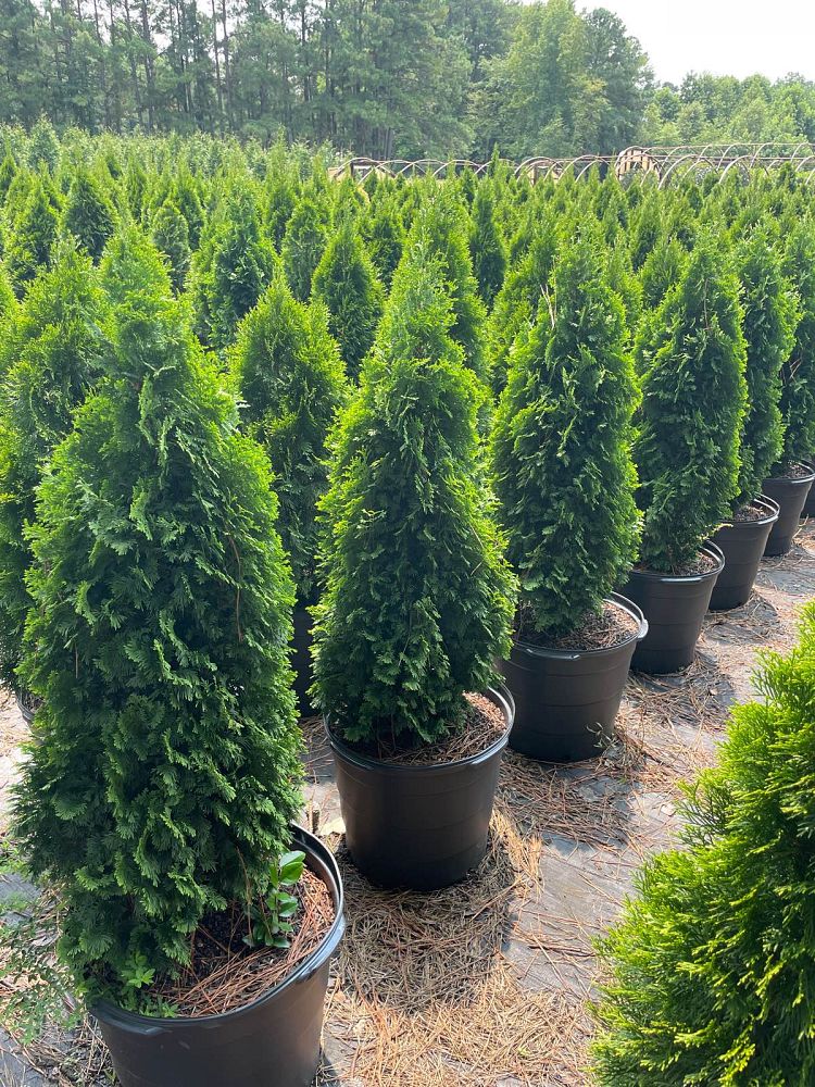 thuja-occidentalis-degroot-s-spire-arborvitae-false-white-cedar