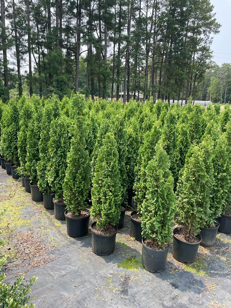 thuja-occidentalis-degroot-s-spire-arborvitae-false-white-cedar