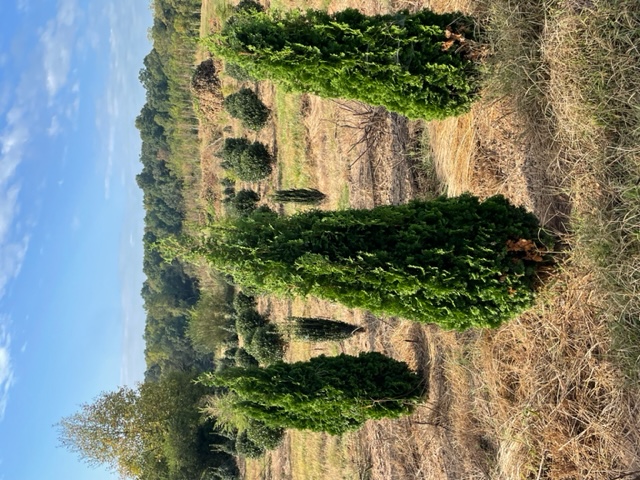 thuja-occidentalis-degroot-s-spire-arborvitae-false-white-cedar