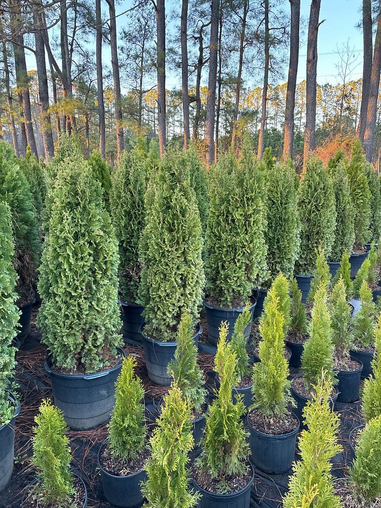 thuja-occidentalis-degroot-s-spire-arborvitae-false-white-cedar