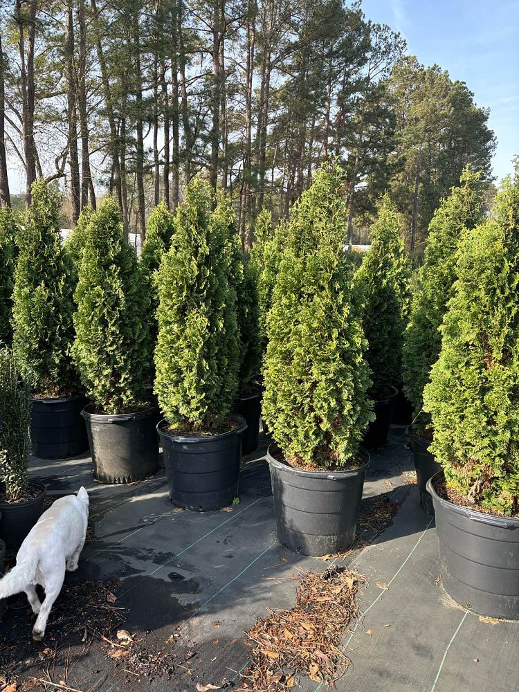 thuja-occidentalis-degroot-s-spire-arborvitae-false-white-cedar