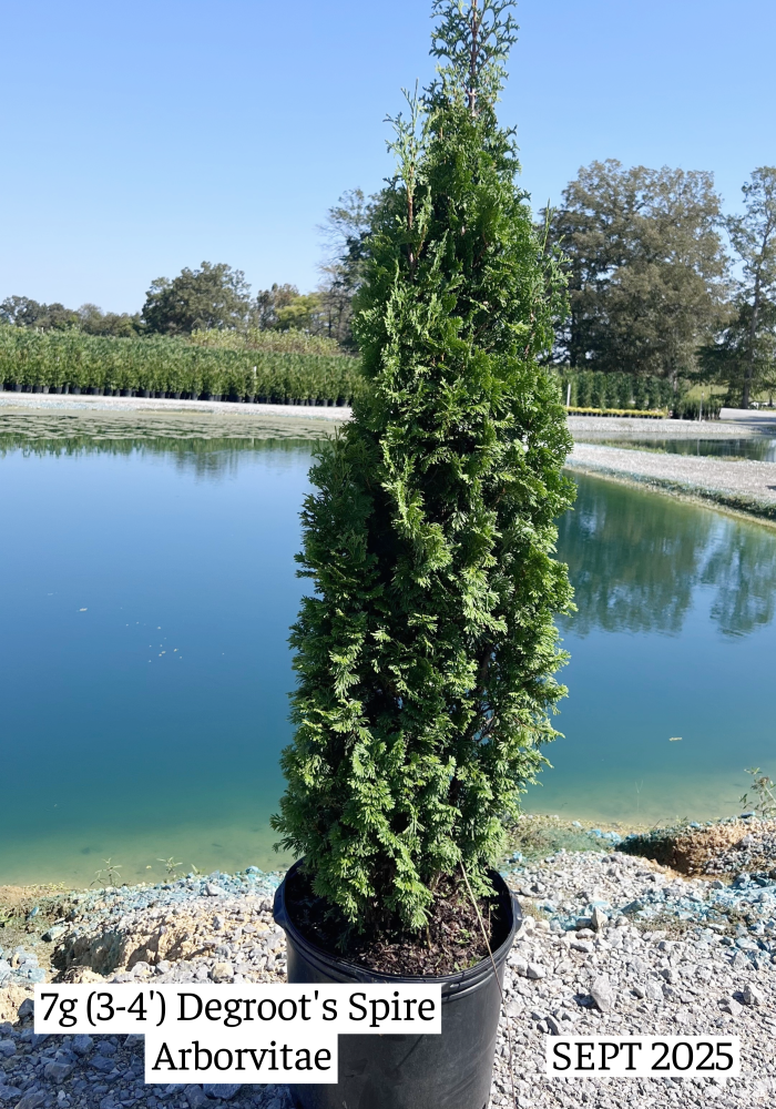 thuja-occidentalis-degroot-s-spire-arborvitae-false-white-cedar