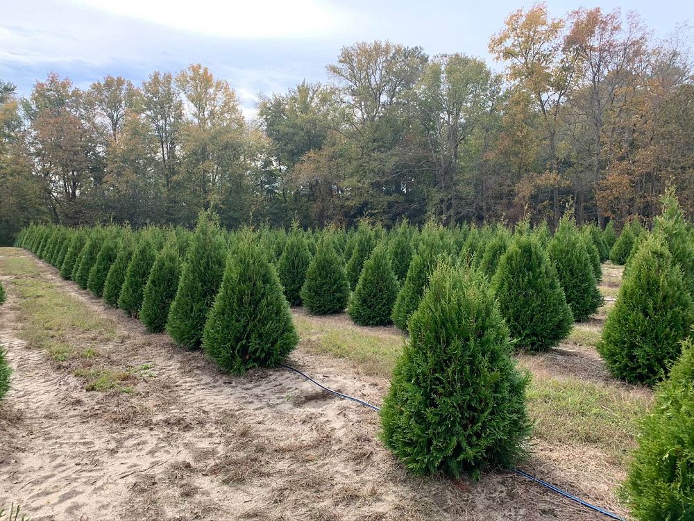 thuja-occidentalis-elegantissima-arborvitae-gold-tip-false-white-cedar