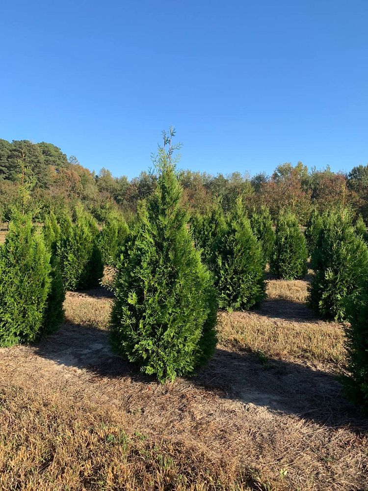thuja-occidentalis-elegantissima-arborvitae-gold-tip-false-white-cedar