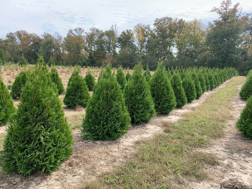 thuja-occidentalis-elegantissima-arborvitae-gold-tip-false-white-cedar