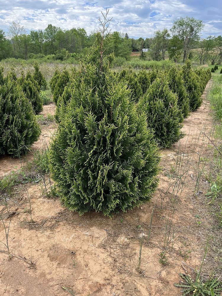 thuja-occidentalis-elegantissima-arborvitae-gold-tip-false-white-cedar