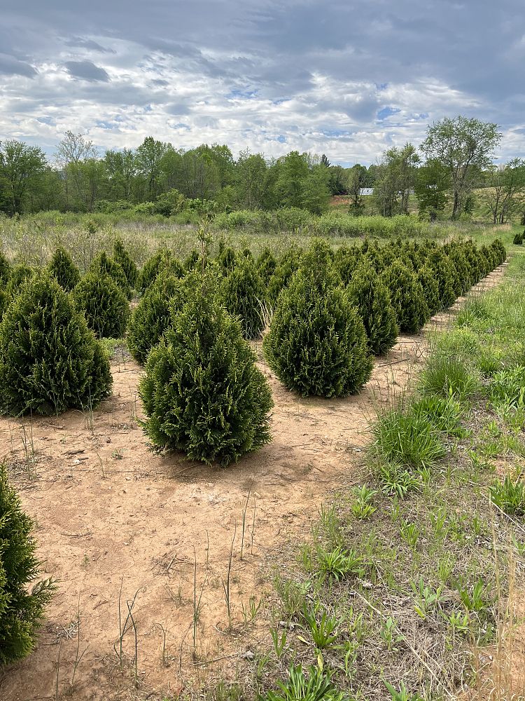 thuja-occidentalis-elegantissima-arborvitae-gold-tip-false-white-cedar
