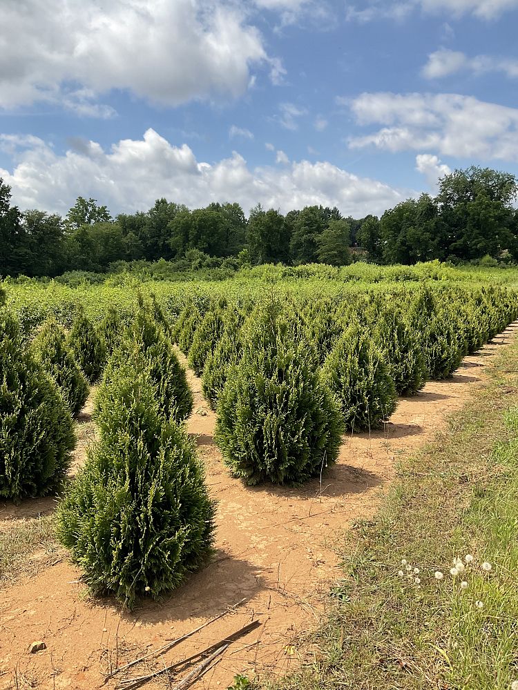 thuja-occidentalis-elegantissima-arborvitae-gold-tip-false-white-cedar