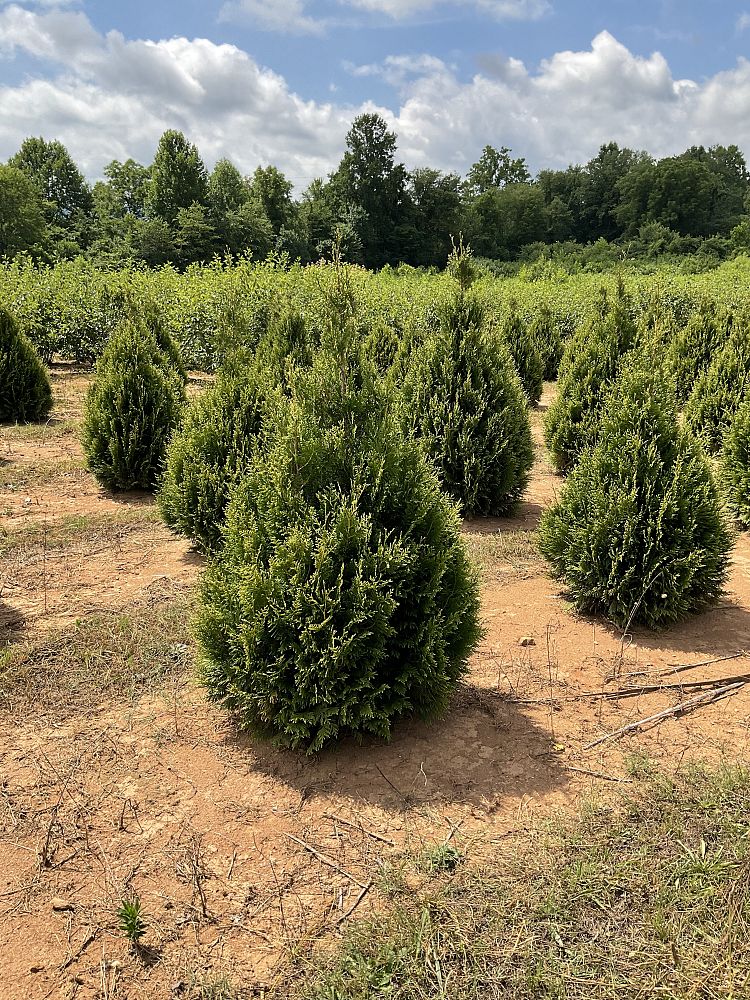 thuja-occidentalis-elegantissima-arborvitae-gold-tip-false-white-cedar