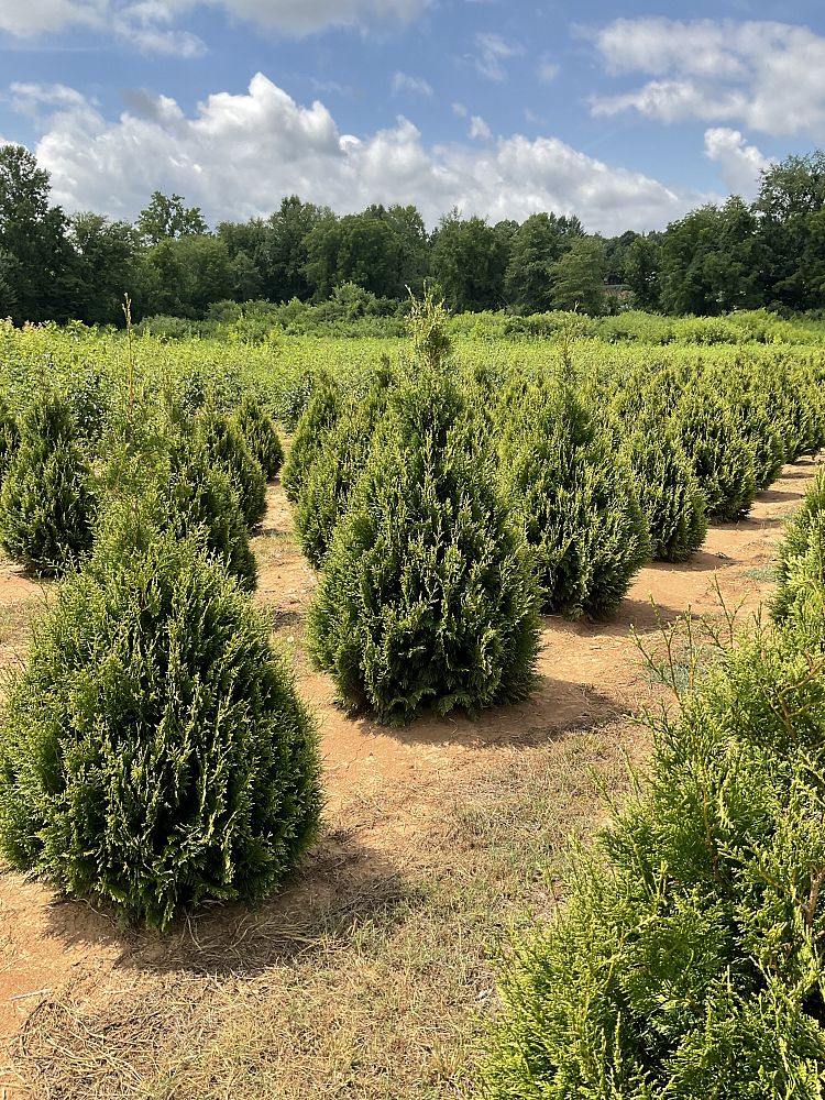 thuja-occidentalis-elegantissima-arborvitae-gold-tip-false-white-cedar