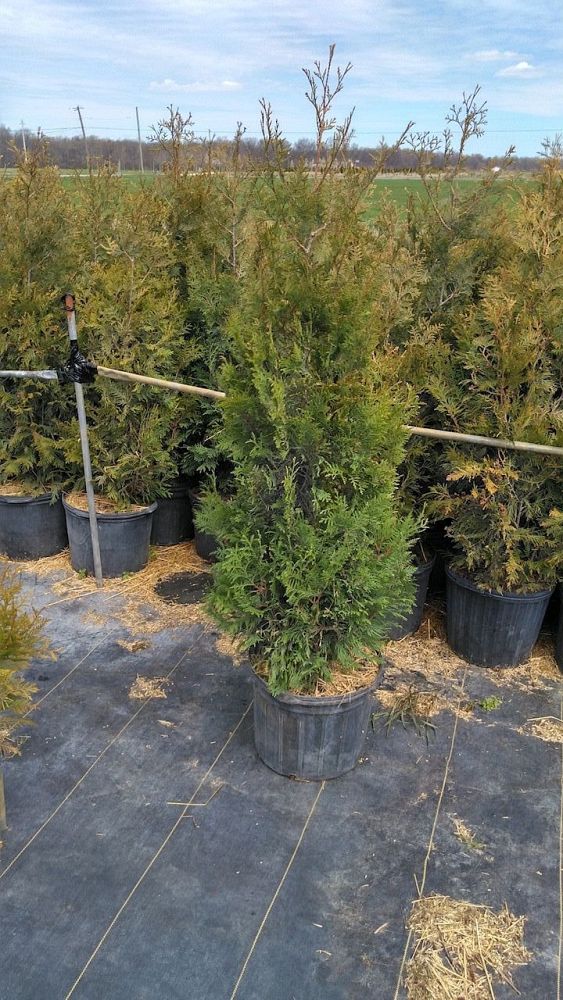 thuja-occidentalis-elegantissima-arborvitae-gold-tip-false-white-cedar