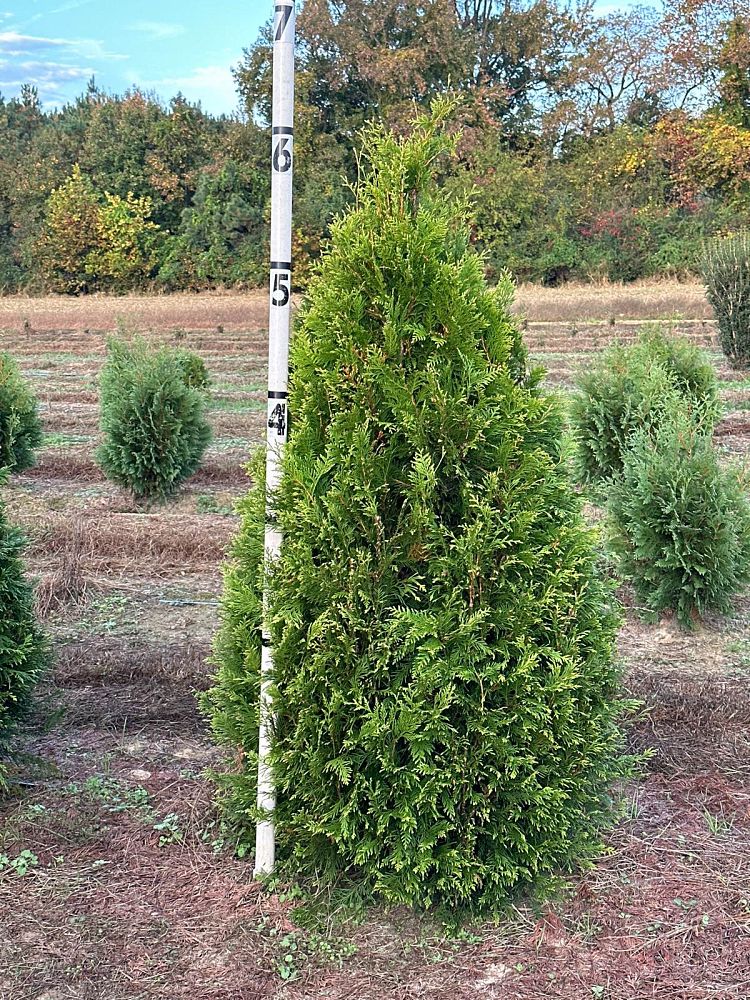 thuja-occidentalis-elegantissima-arborvitae-gold-tip-false-white-cedar