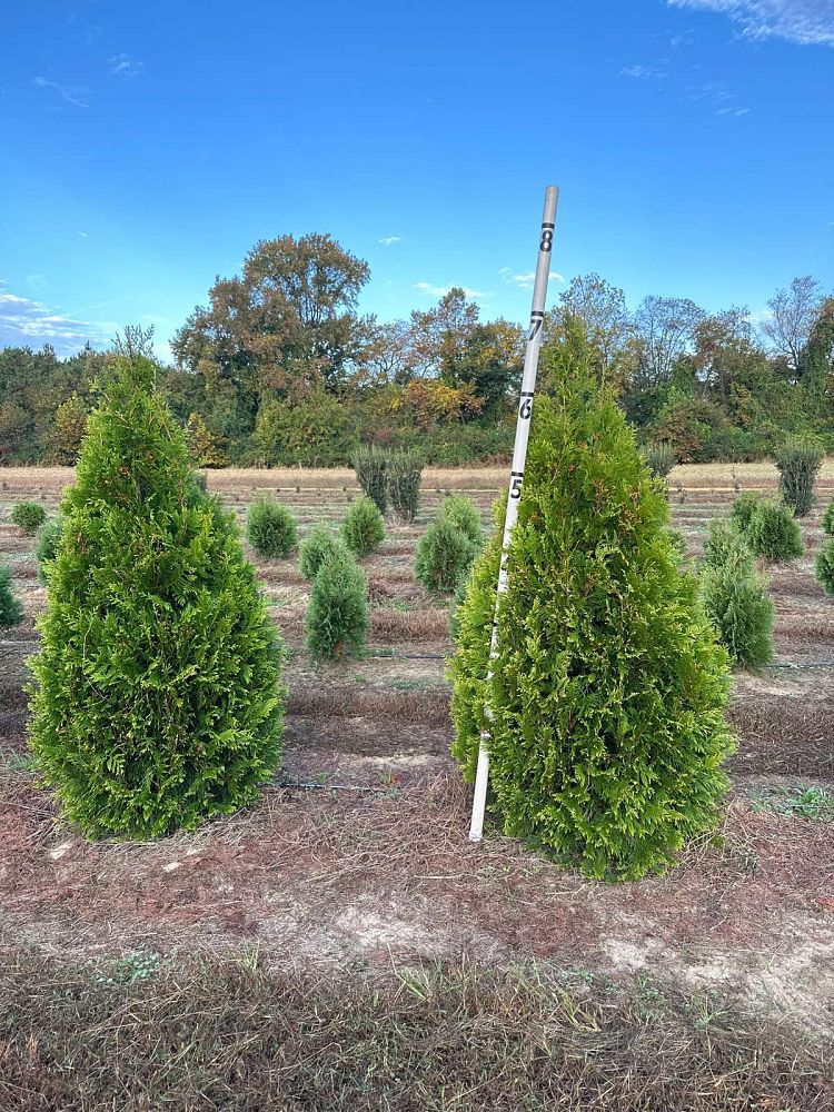 thuja-occidentalis-elegantissima-arborvitae-gold-tip-false-white-cedar