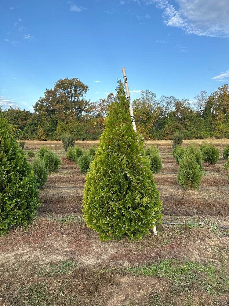 thuja-occidentalis-elegantissima-arborvitae-gold-tip-false-white-cedar